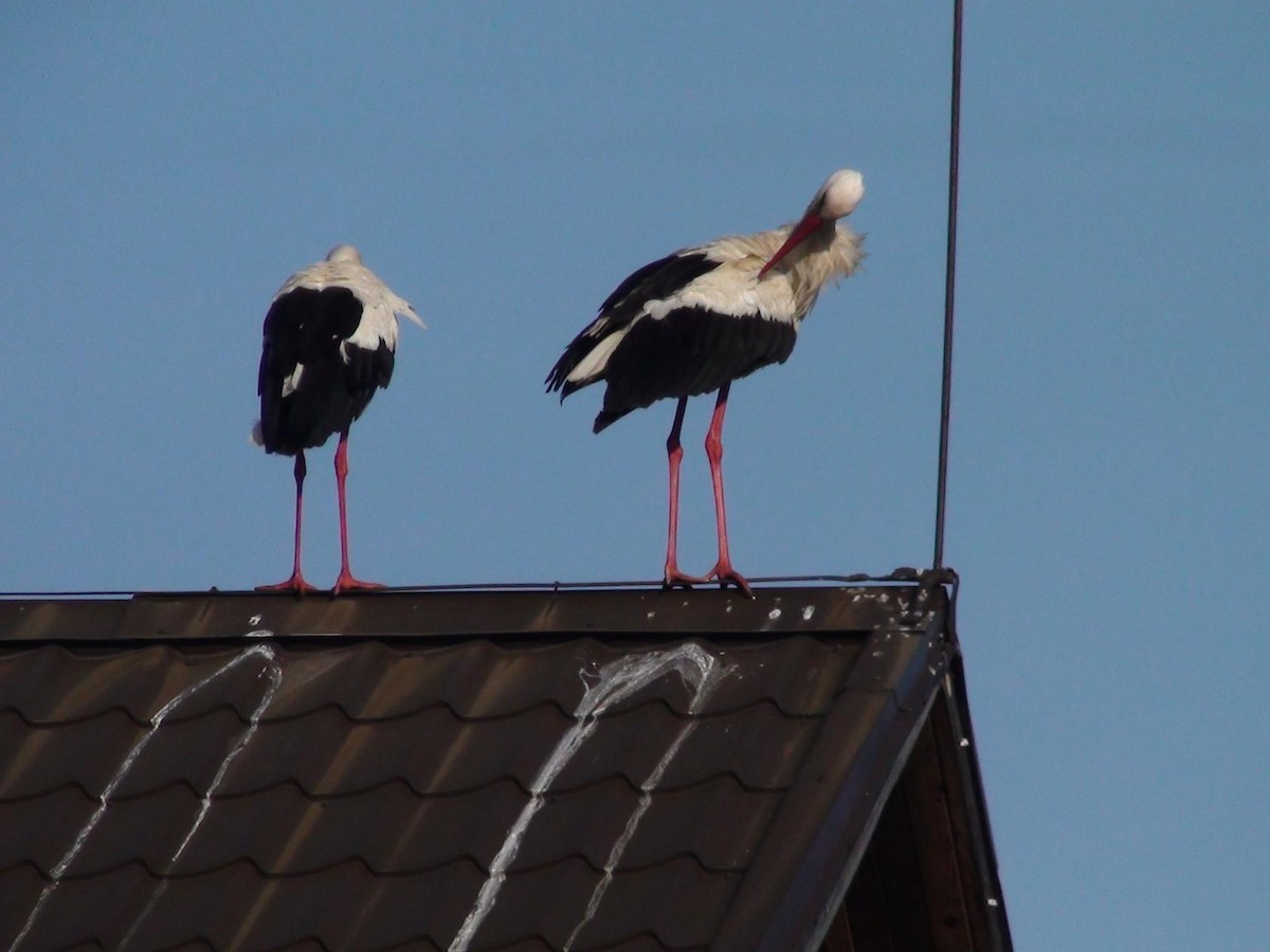 White Stork - ML244111471