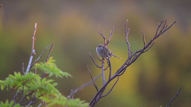 Japanese Bush Warbler - ML244113401
