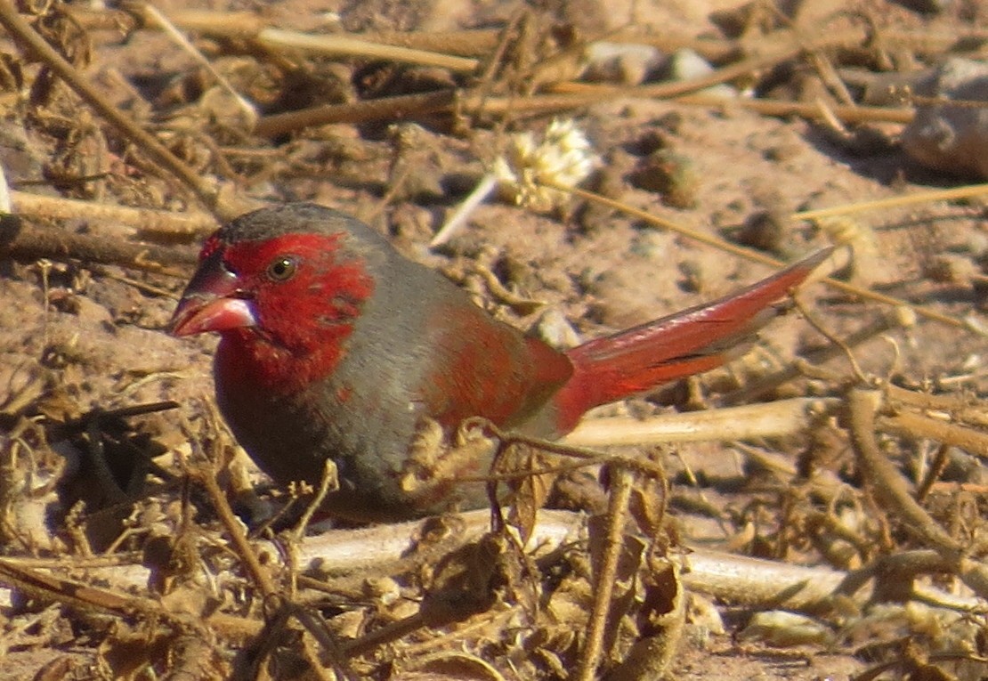 Crimson Finch - ML244116881