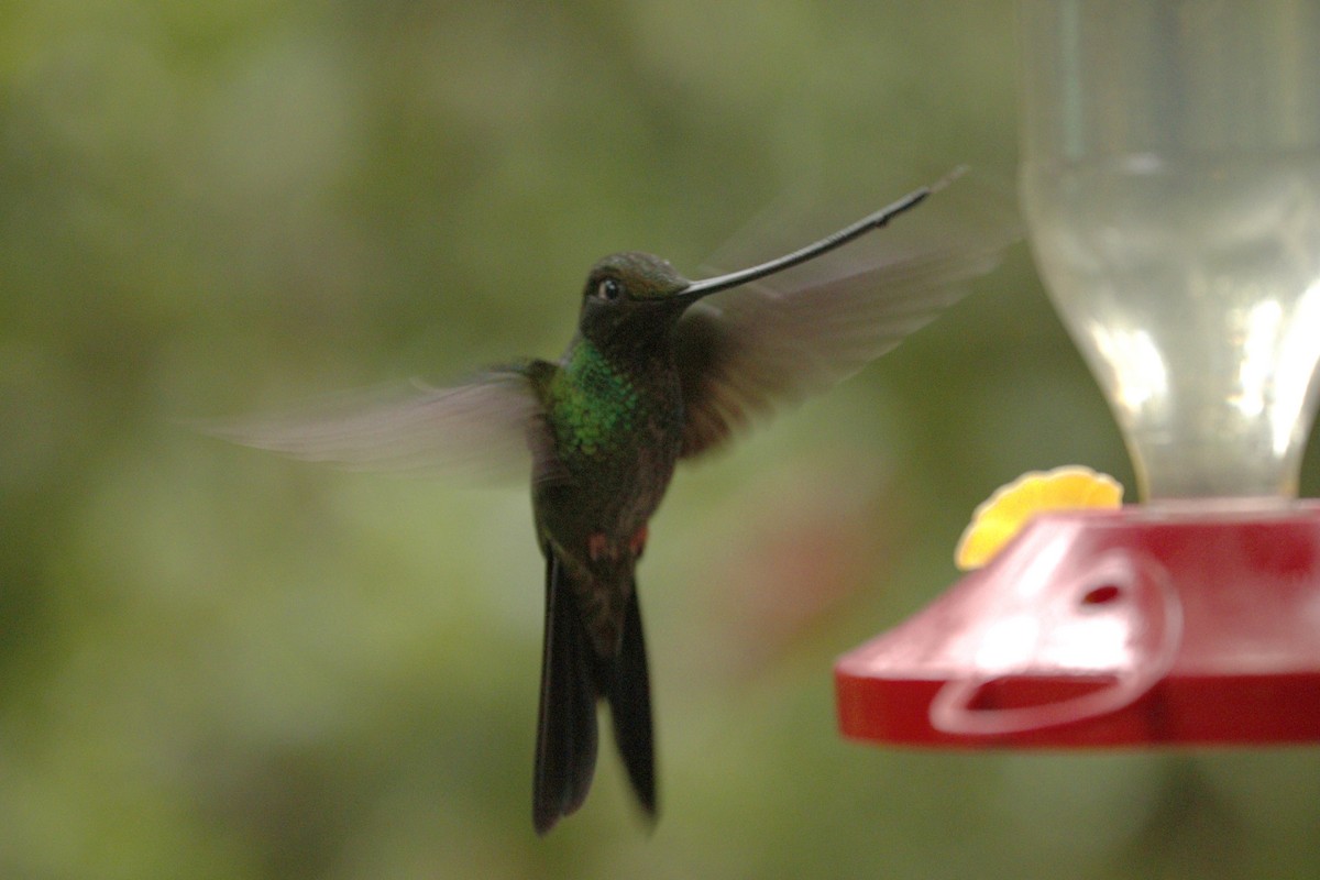 Sword-billed Hummingbird - ML244118121