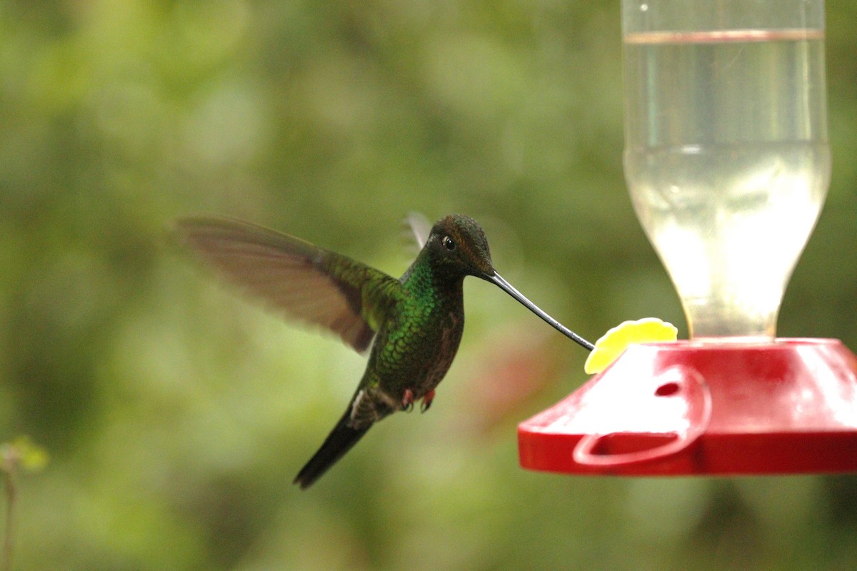 Sword-billed Hummingbird - ML244118141