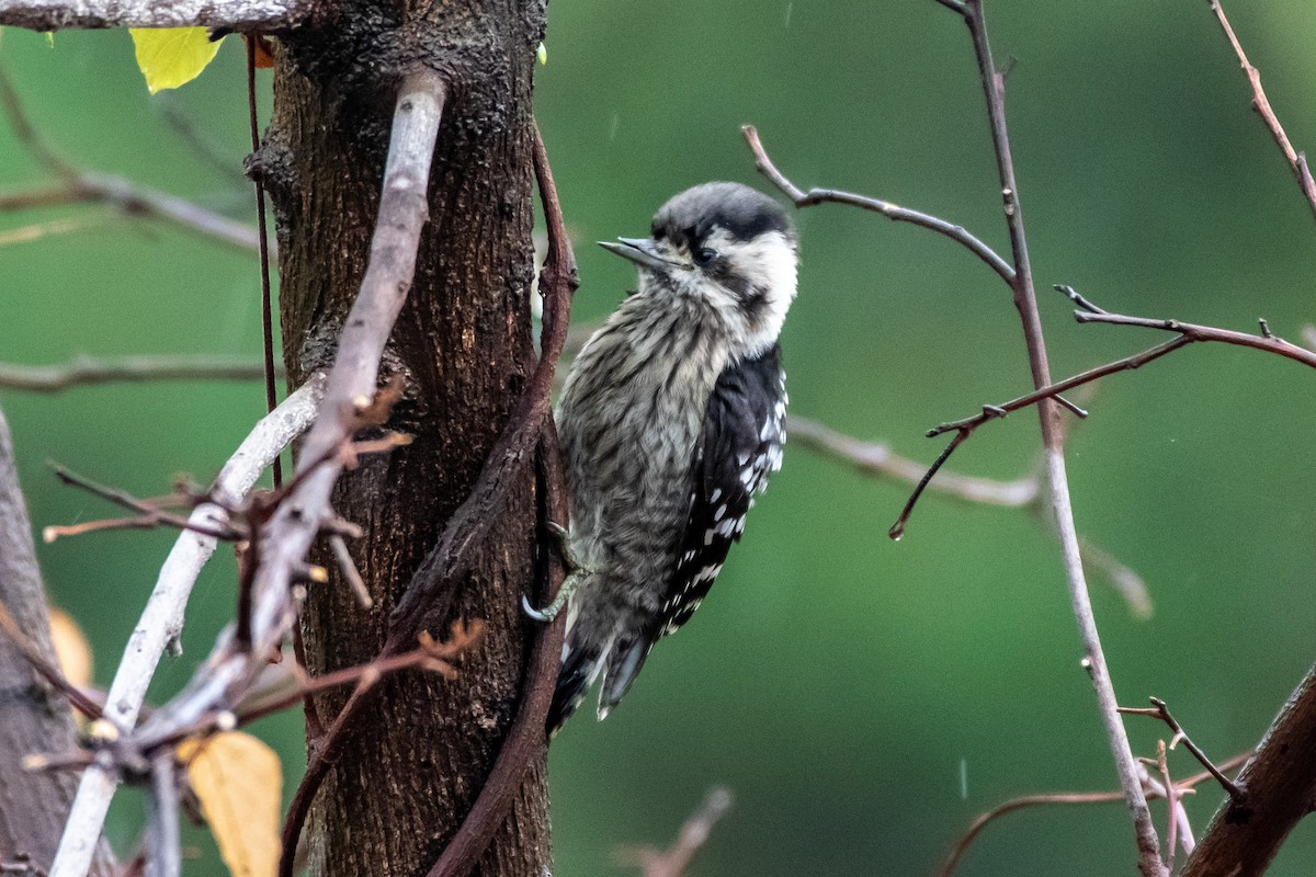 Gray-capped Pygmy Woodpecker - ML244119701