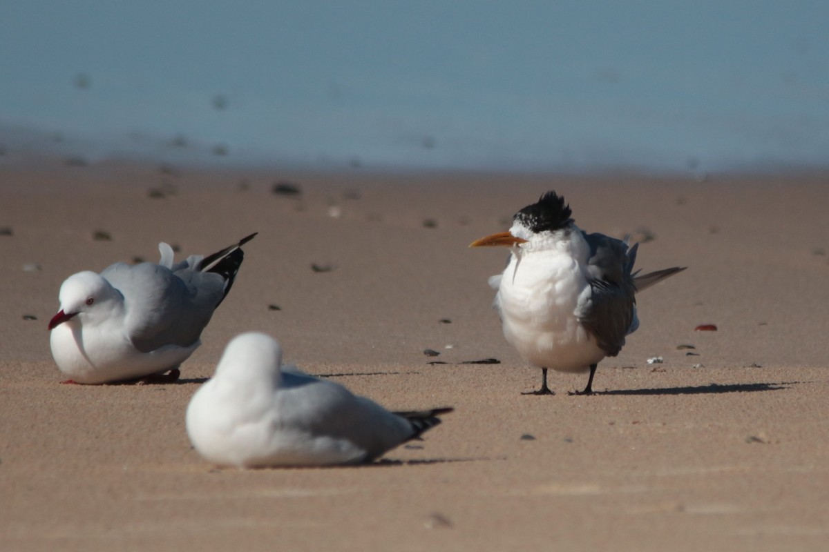 Great Crested Tern - ML244122801