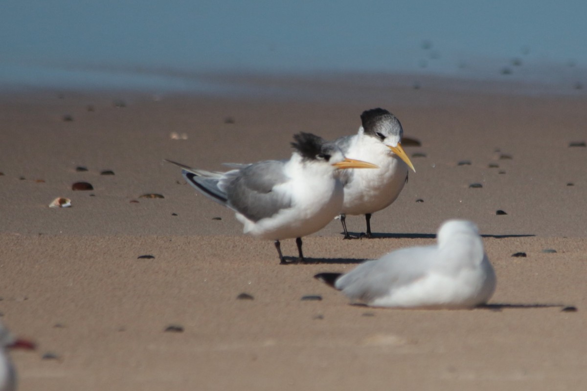 Great Crested Tern - ML244122811