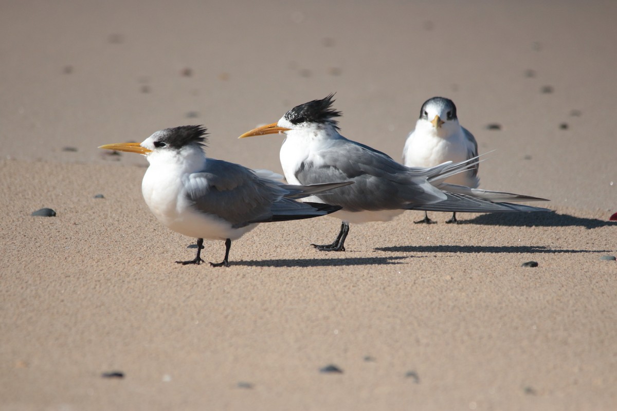 Great Crested Tern - ML244122881
