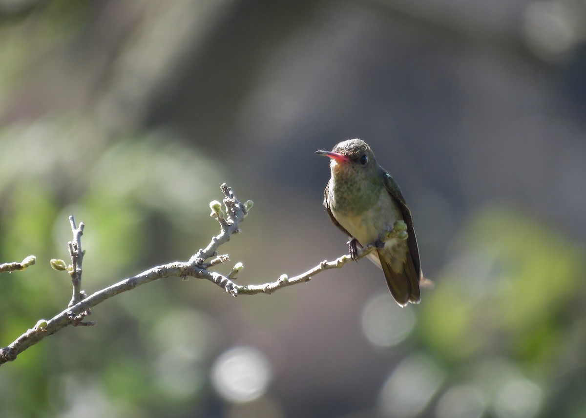 Gilded Hummingbird - ML244132111