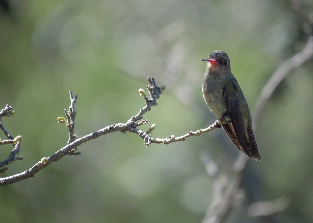 Gilded Hummingbird - ML244132131