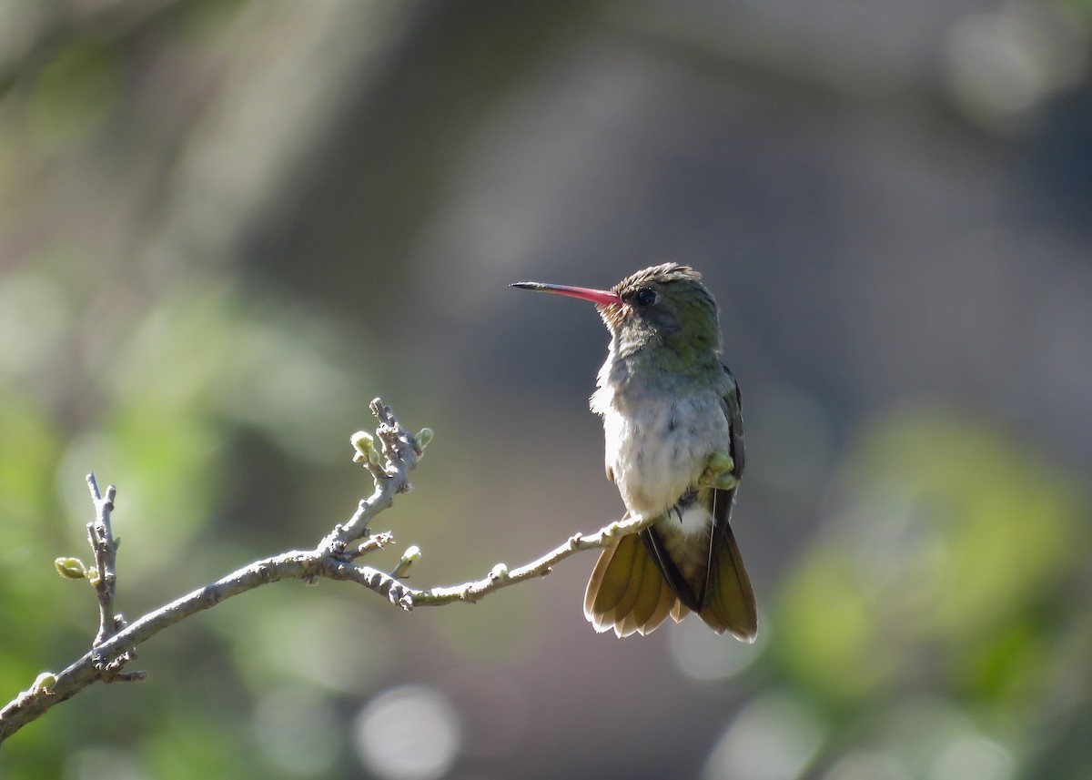 Gilded Hummingbird - ML244132151