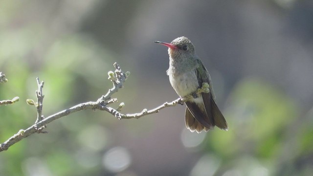 Gilded Hummingbird - ML244133371