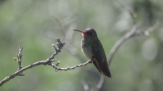 Gilded Hummingbird - ML244133481