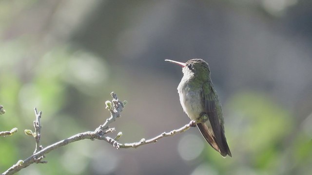 Gilded Hummingbird - ML244133531