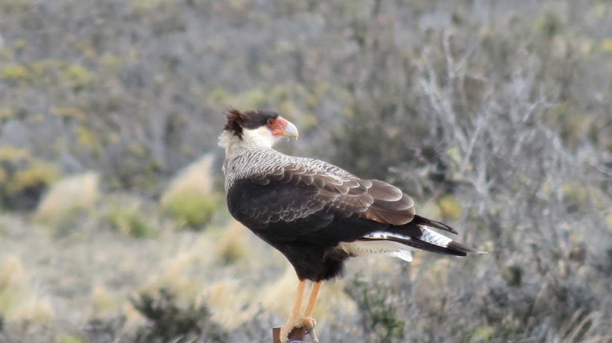 Crested Caracara (Southern) - ML244135941