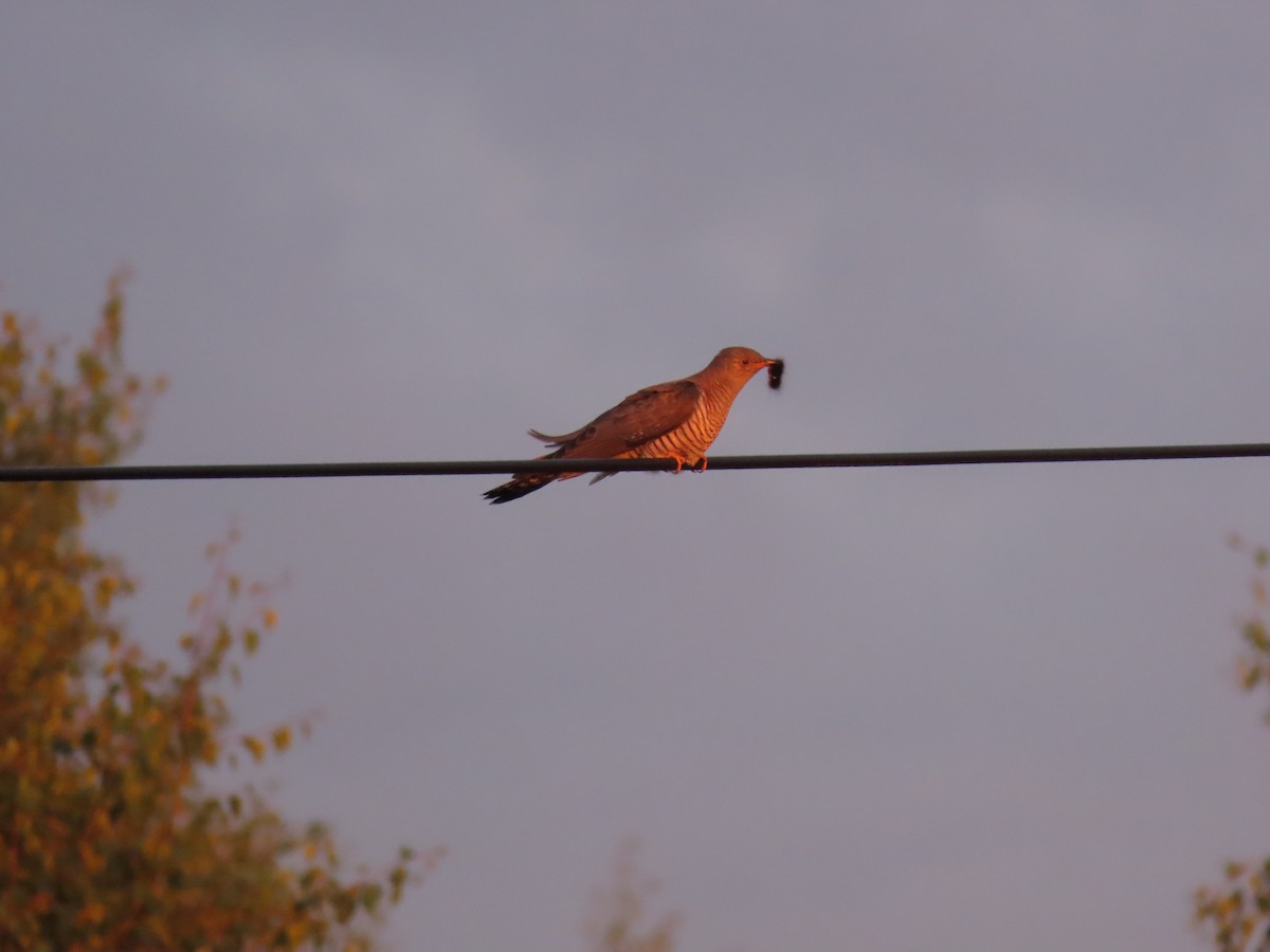 Common Cuckoo - ML244136981