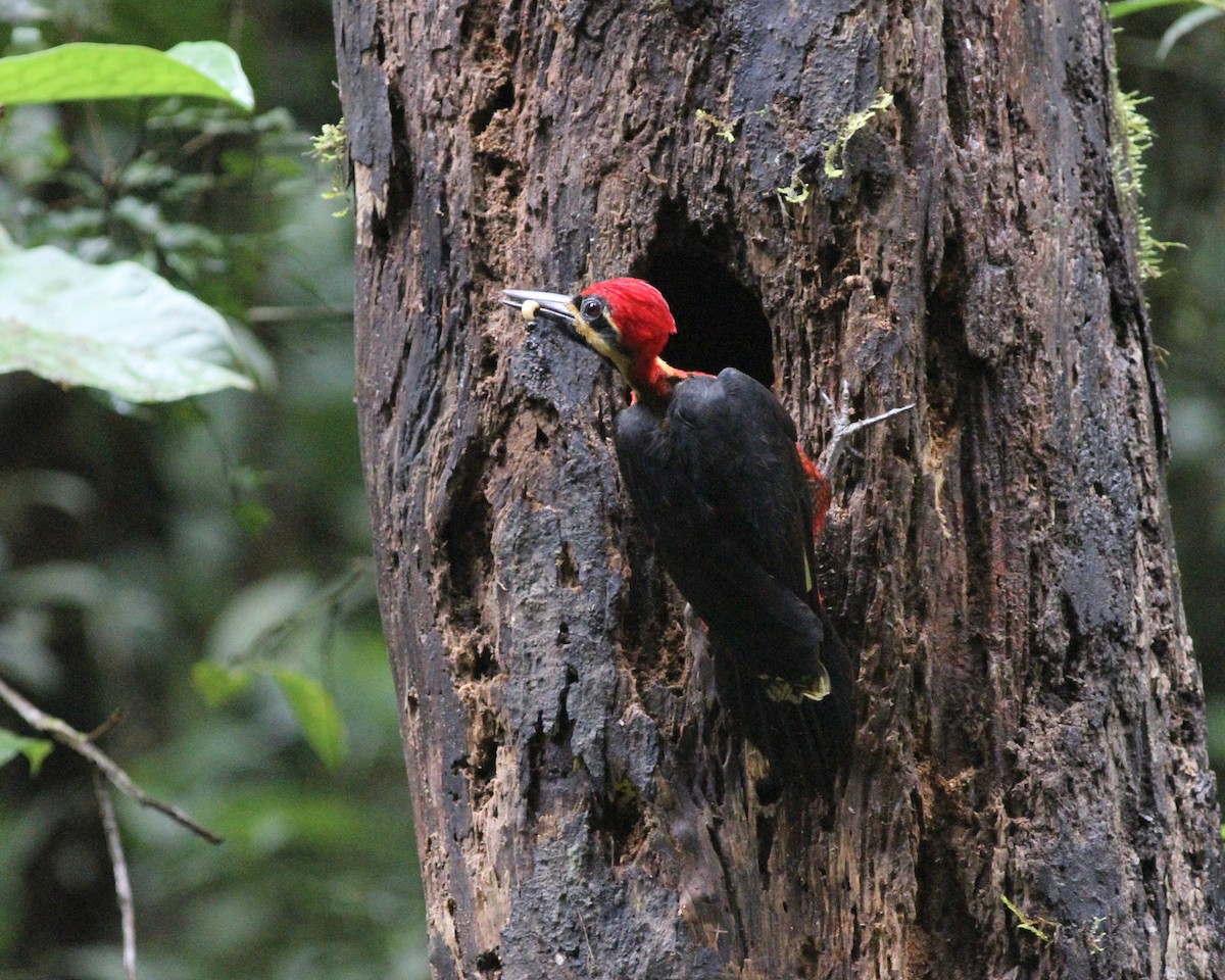 Crimson-bellied Woodpecker (Splendid) - ML244140361