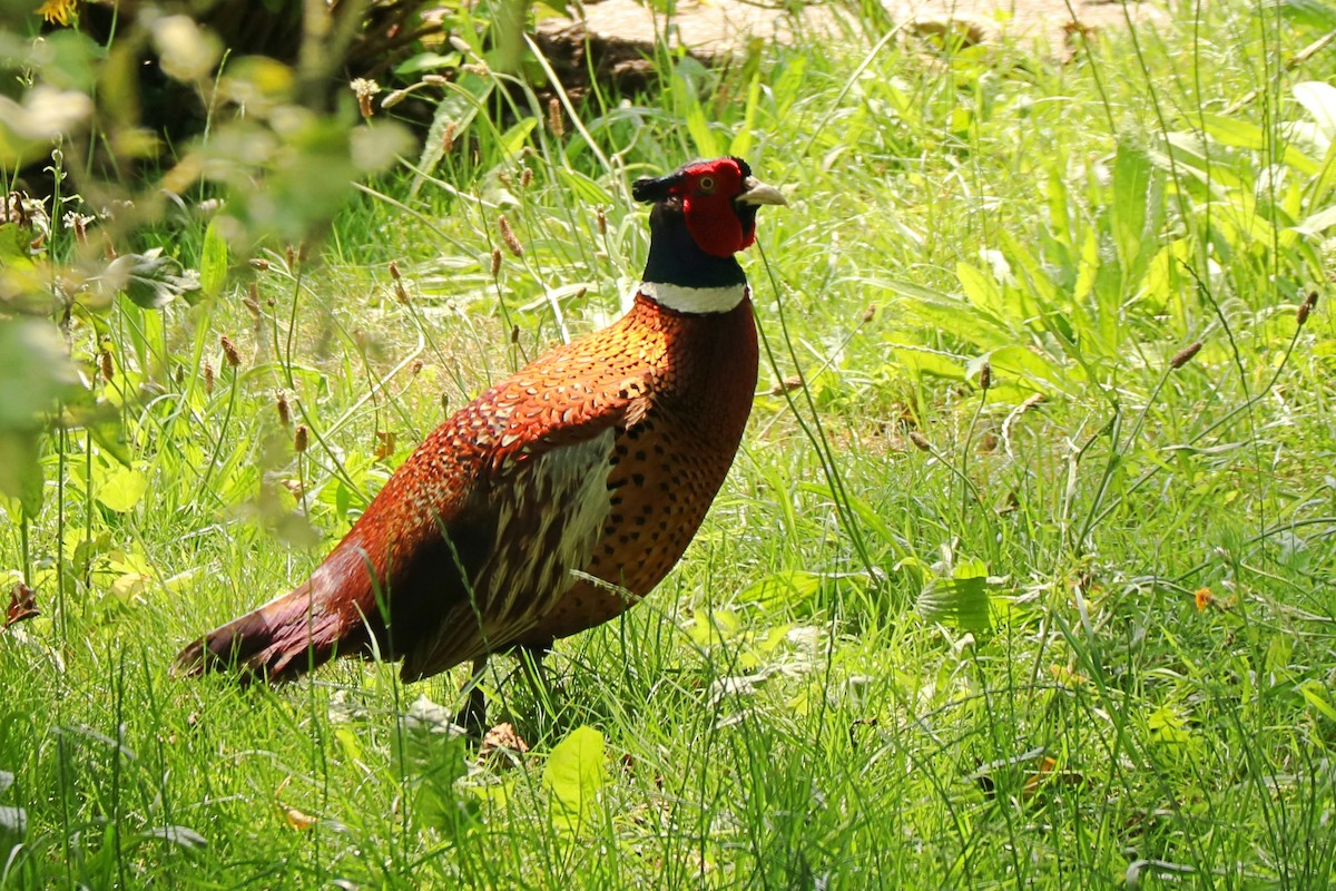 Ring-necked Pheasant - Letty Roedolf Groenenboom