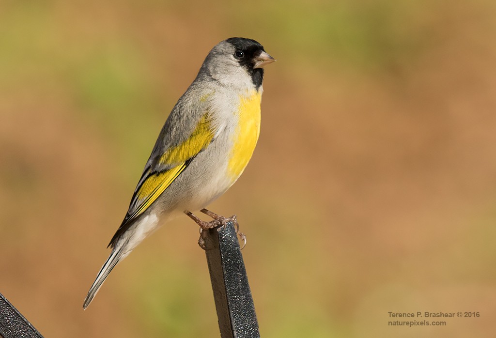 Lawrence's Goldfinch - ML24414241