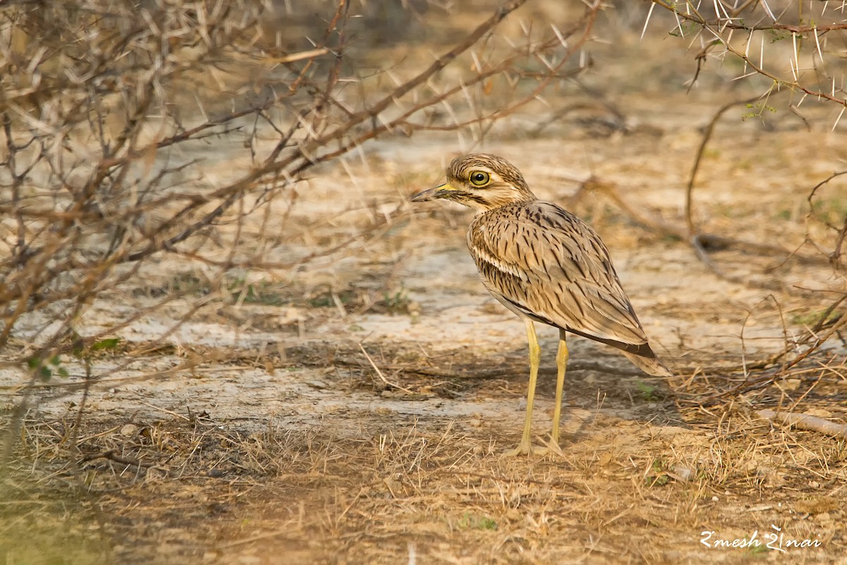 Indian Thick-knee - ML244146881