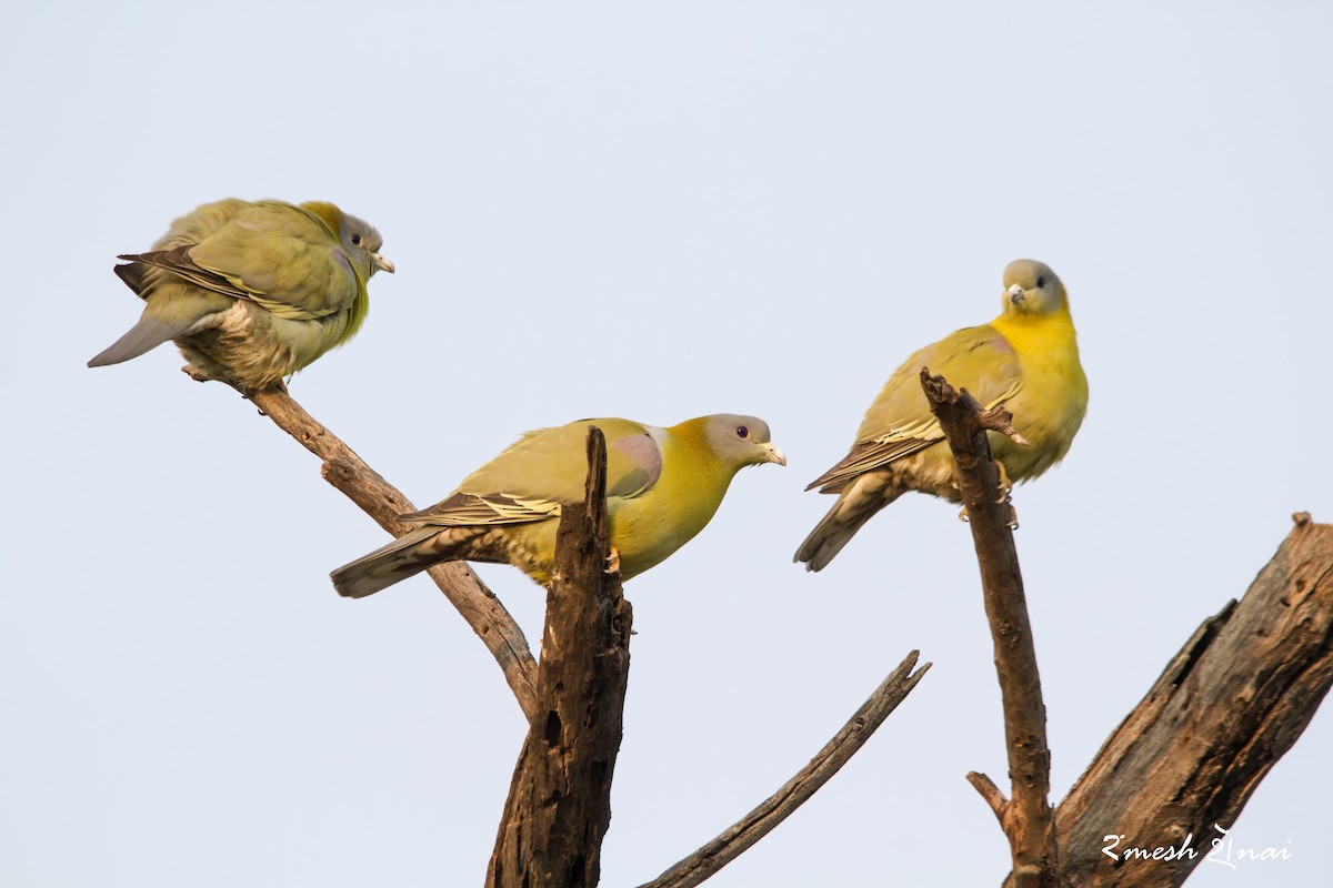 Yellow-footed Green-Pigeon - ML244146901