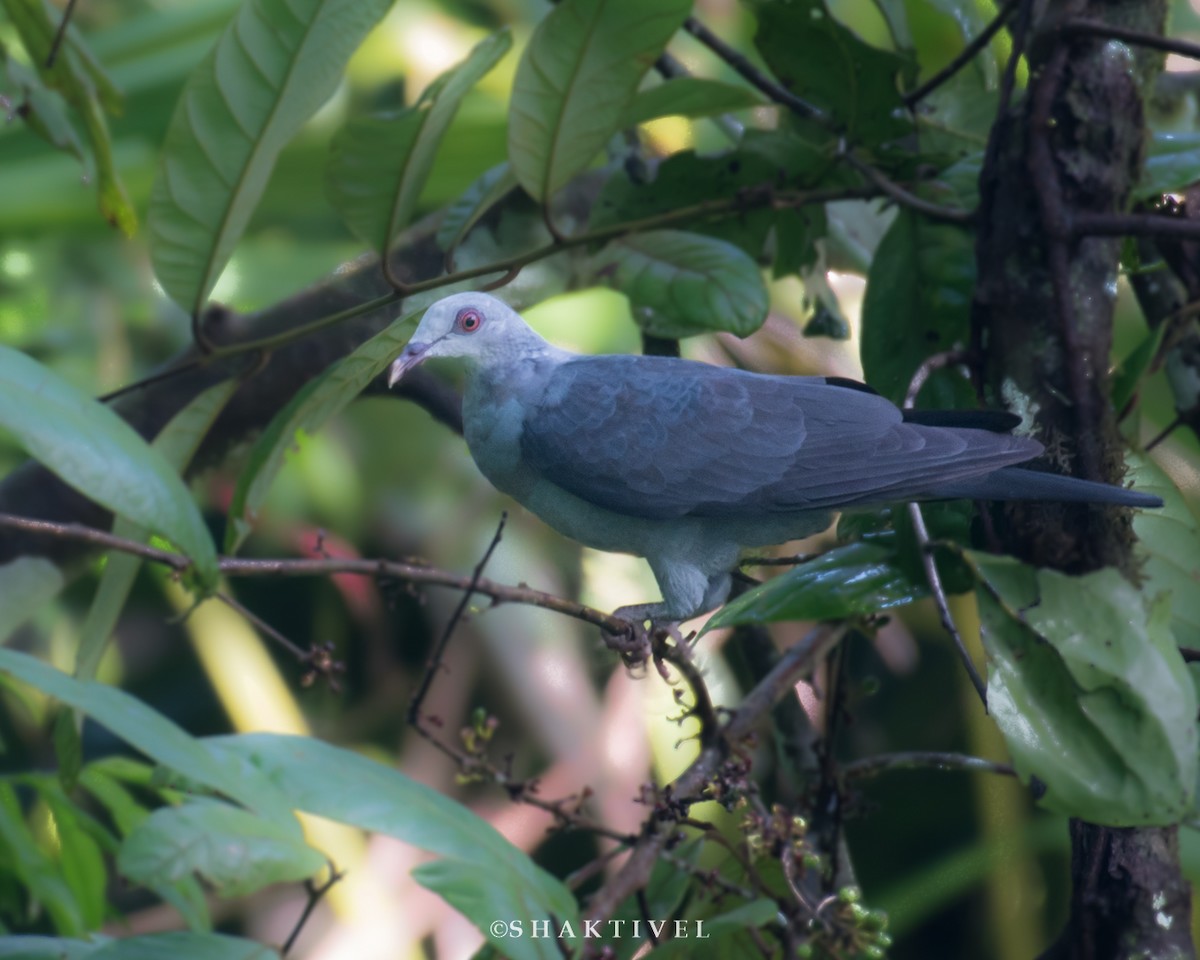 Andaman Wood-Pigeon - ML244148031