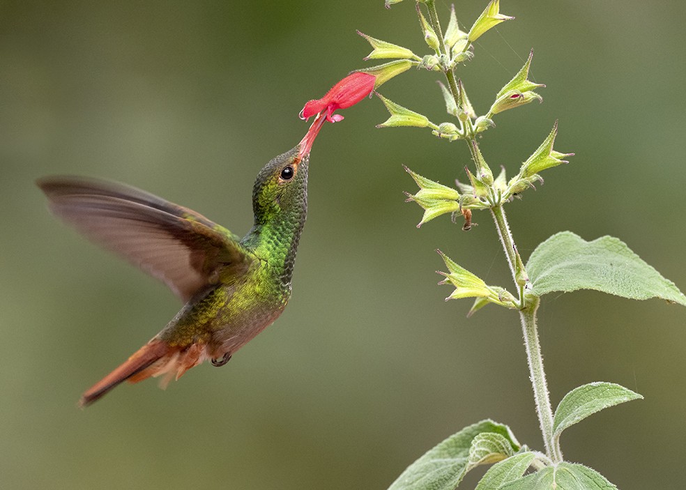 Rufous-tailed Hummingbird - Andres Vasquez Noboa