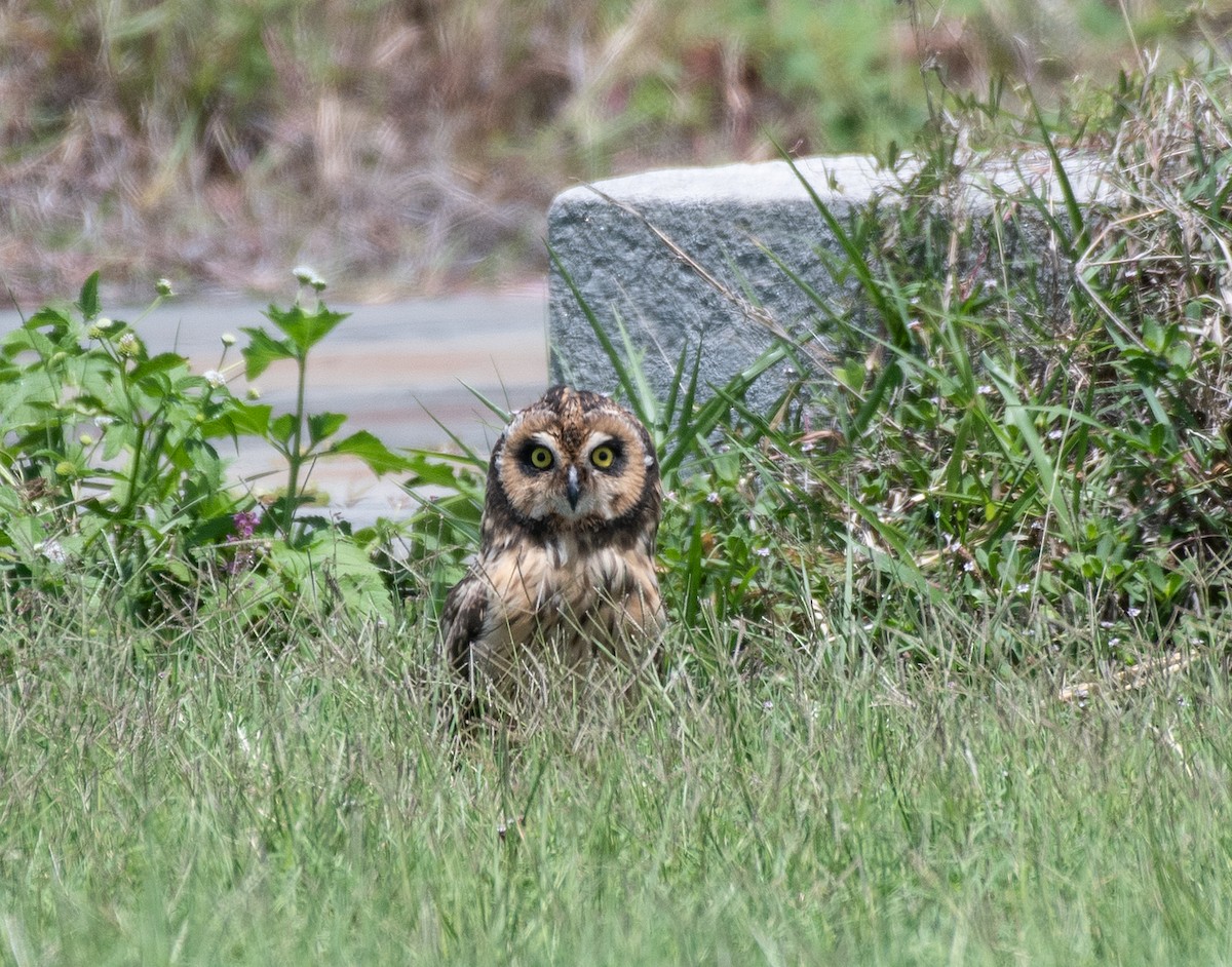 Short-eared Owl (Antillean) - ML244150221