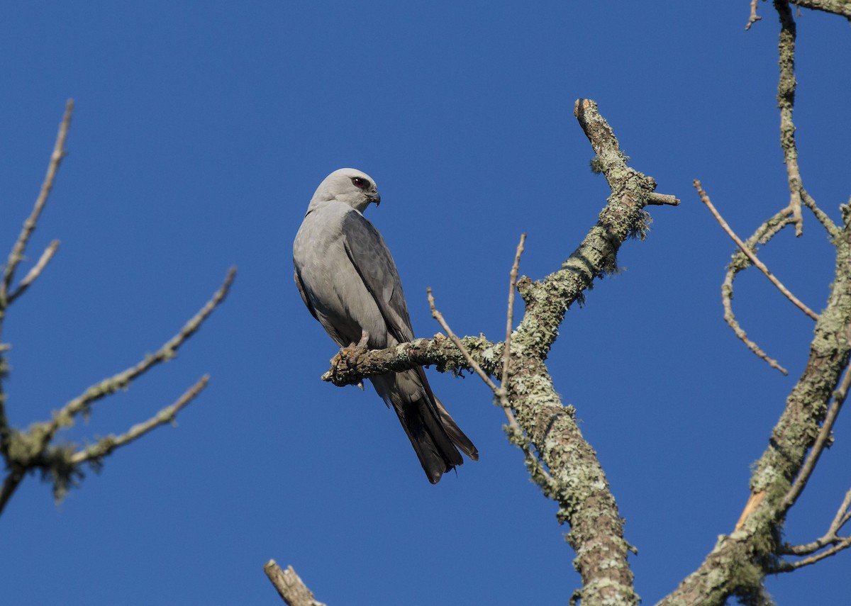 Mississippi Kite - Mike Austin