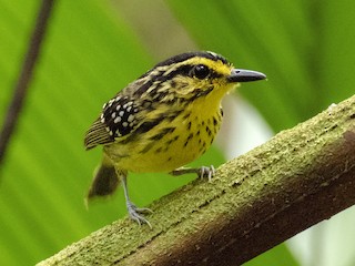  - Yellow-browed Antbird