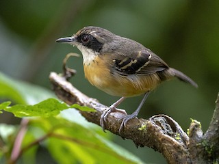 雌鳥 - Andres Vasquez Noboa - ML244152121