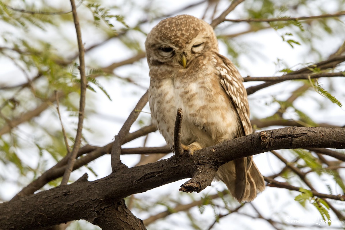 Spotted Owlet - ML244152161