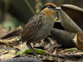  - Rufous-crowned Antpitta