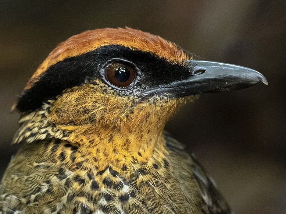 Rufous-crowned Antpitta - Andres Vasquez Noboa - Tropical Birding Tours
