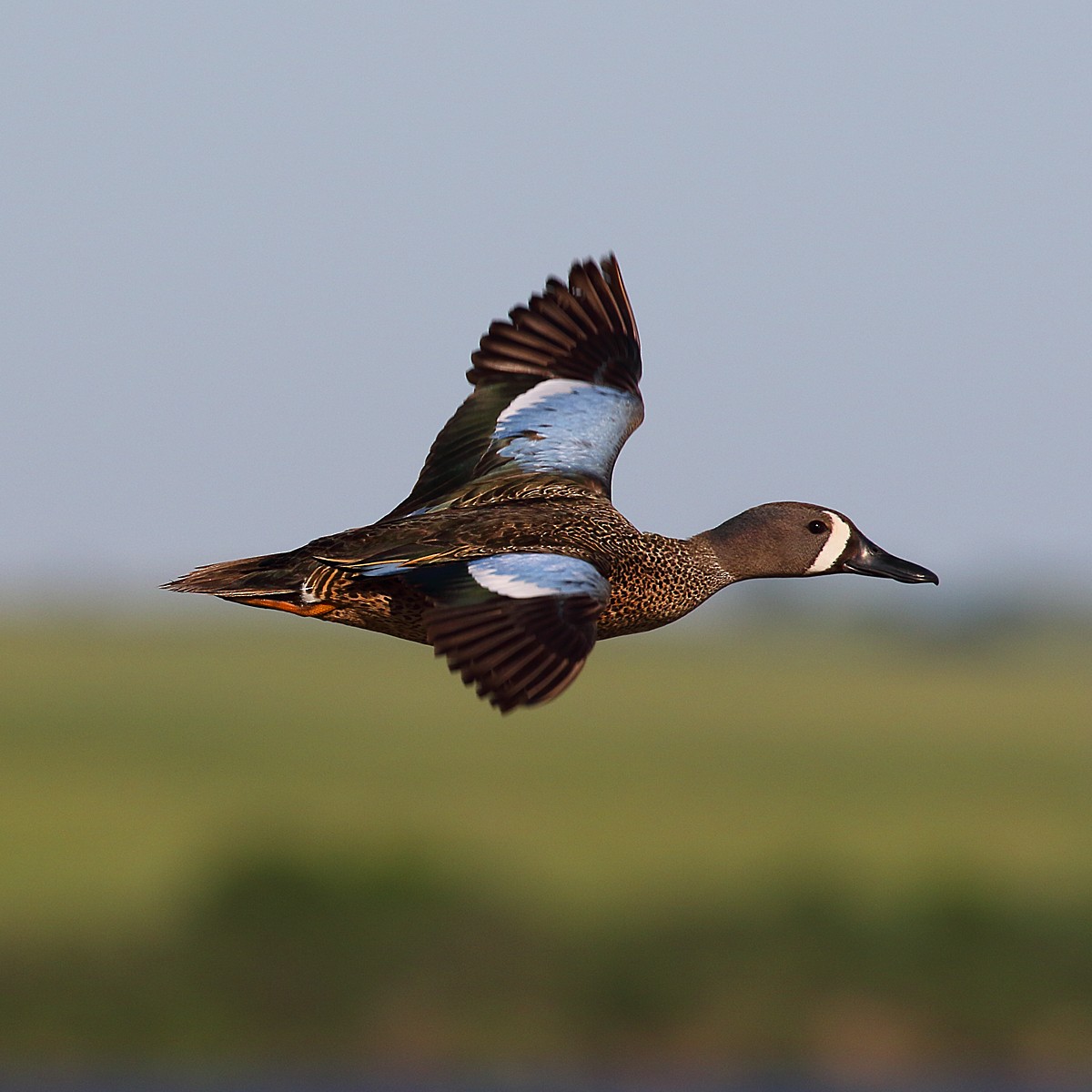 Ebird Checklist - 10 Jun 2020 - 4989 24th Street Southeast, Woodworth 