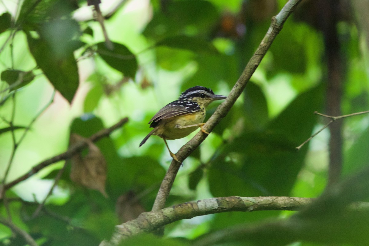 Yellow-breasted Warbling-Antbird - ML244156721