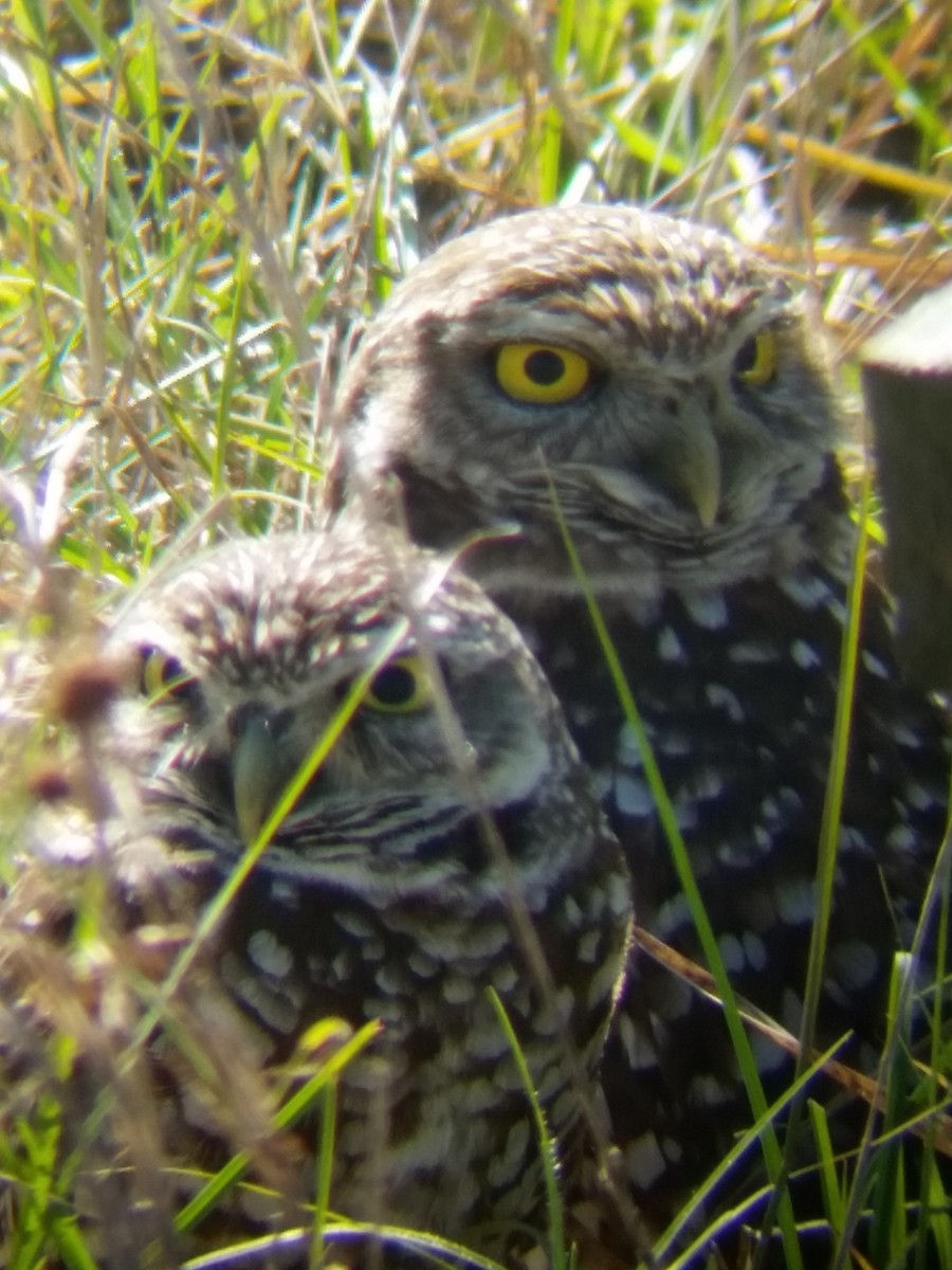 Burrowing Owl - ML24415771
