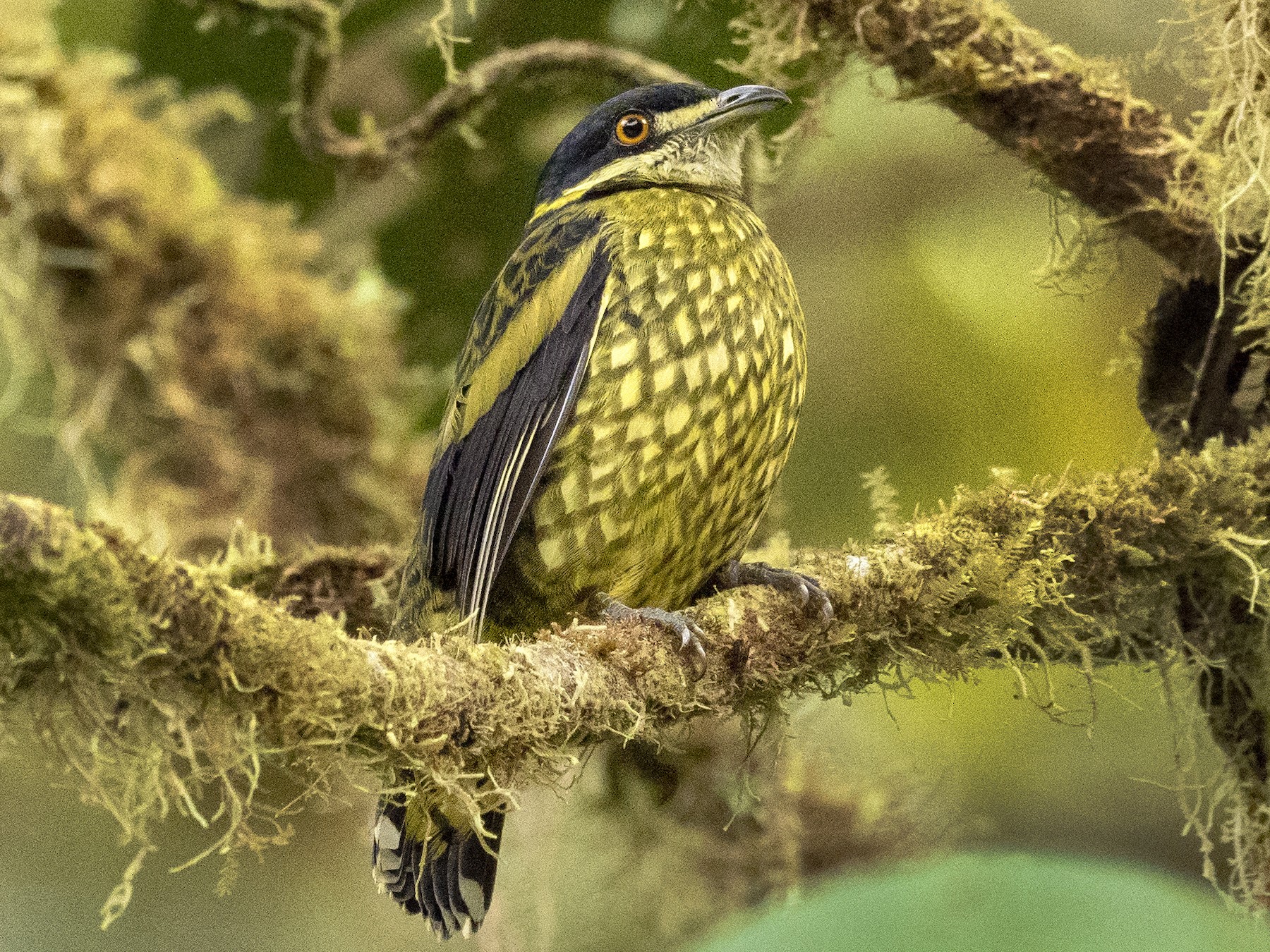 Scaled Fruiteater - eBird