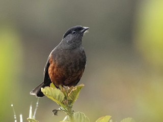  - Chestnut-bellied Cotinga