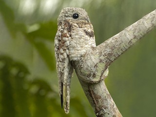 Great Potoo - Nyctibius grandis - Birds of the World