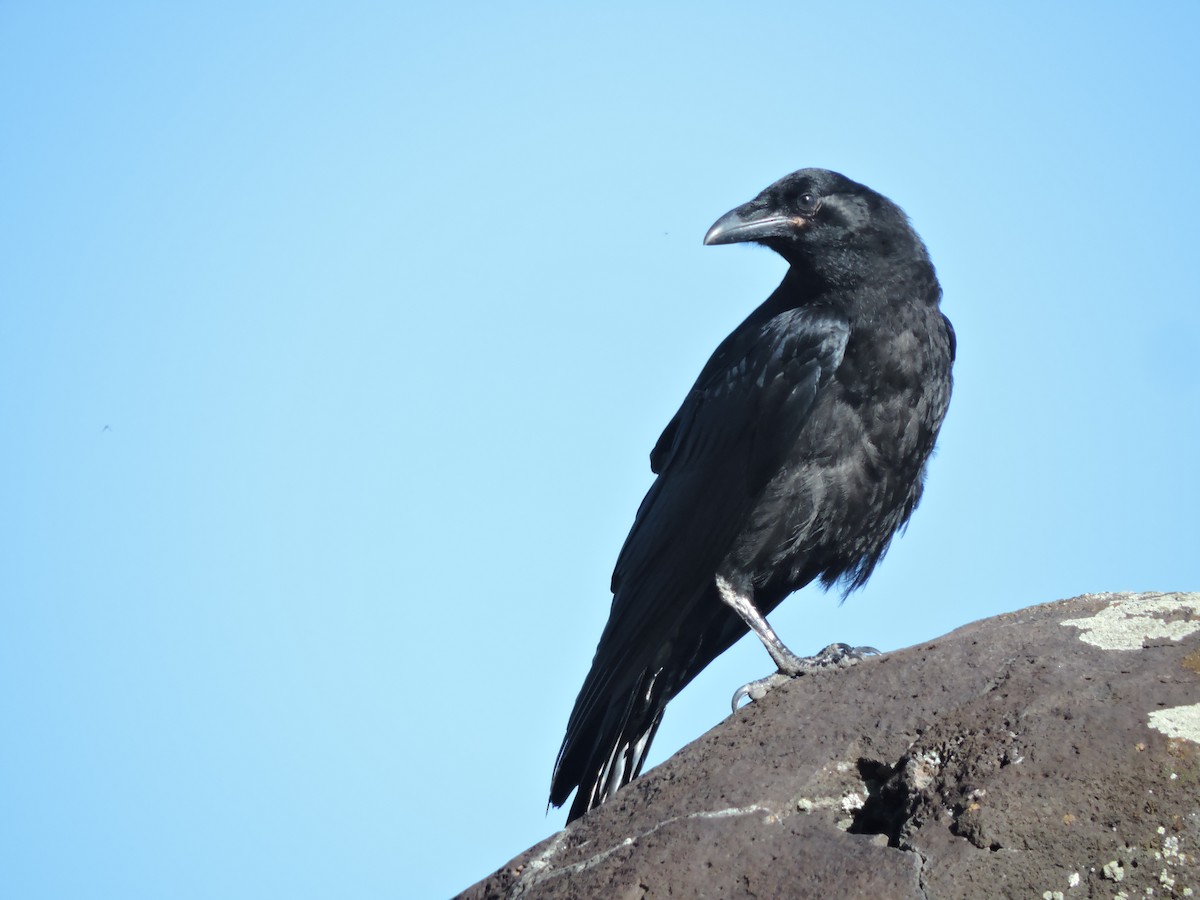 Common Raven - ML244162561