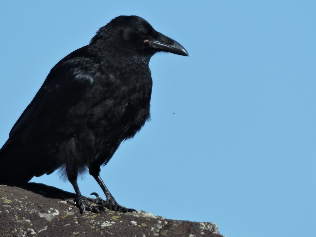 Common Raven - Pat Weber