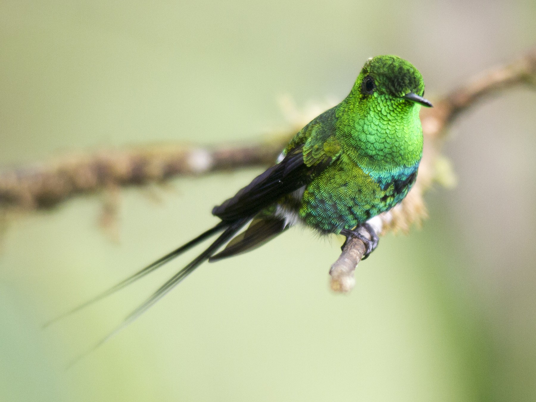 Green Thorntail - Andres Vasquez Noboa