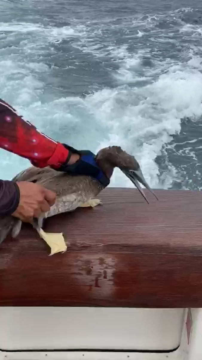 Brown Booby - ML244166211