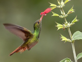  - Rufous-tailed Hummingbird