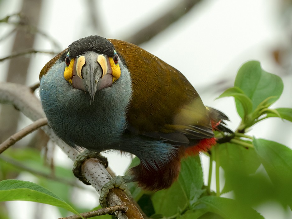 Plate-billed Mountain-Toucan - Andres Vasquez Noboa