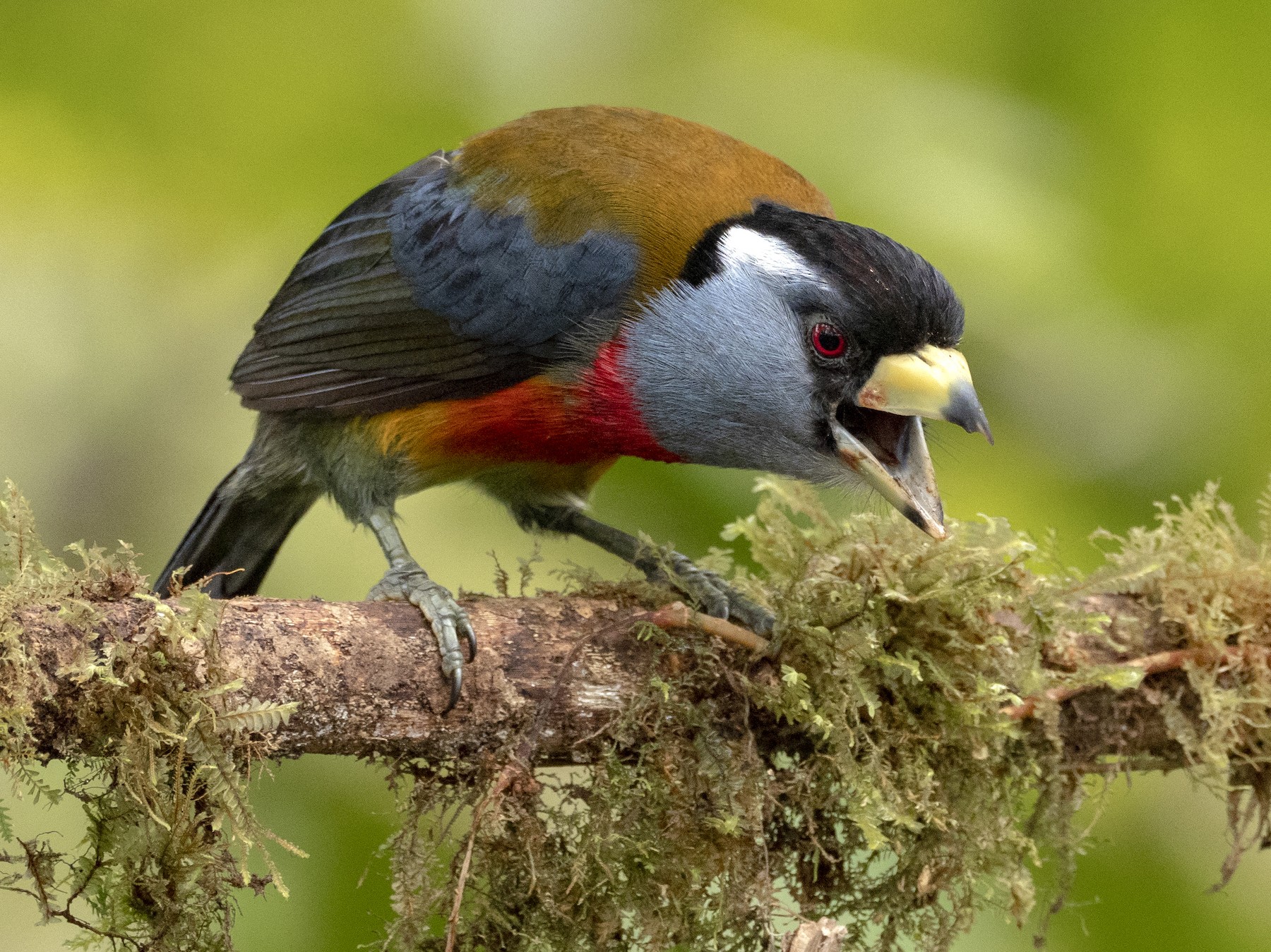 Toucan Barbet - Andres Vasquez Noboa