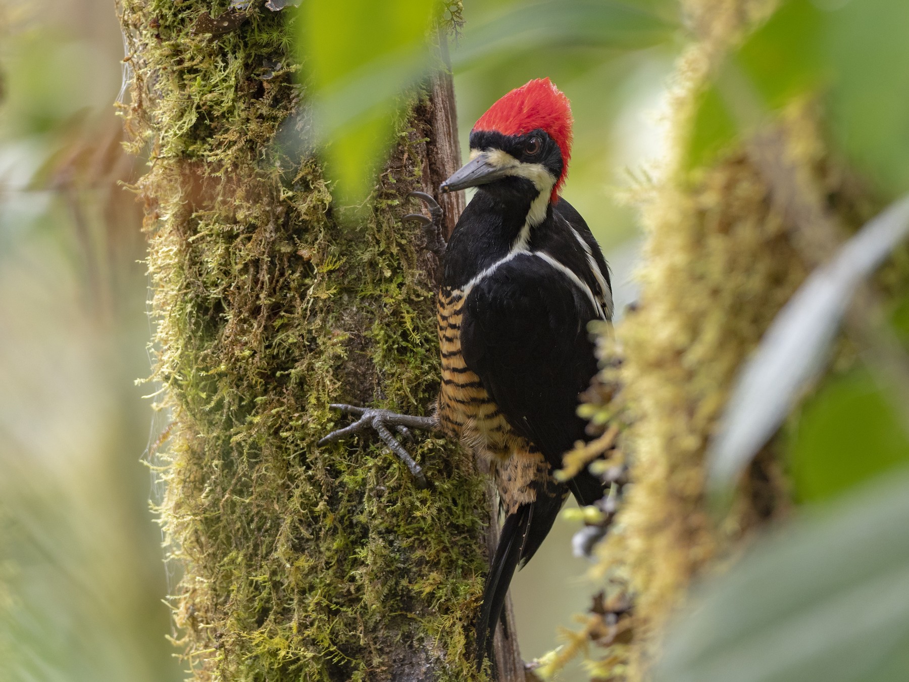 Powerful Woodpecker eBird