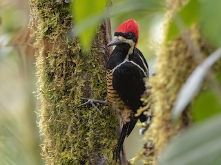  - Powerful Woodpecker