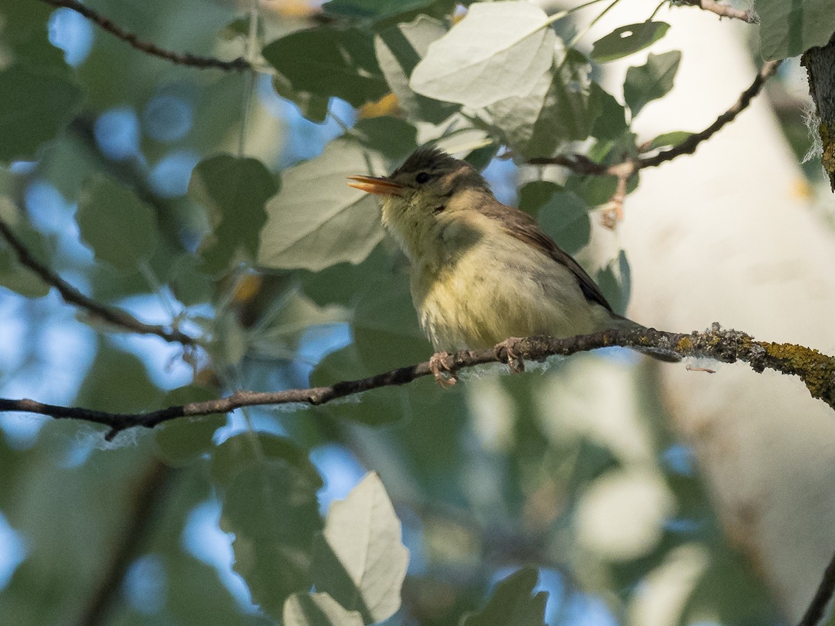 Melodious Warbler - Fernando Alonso
