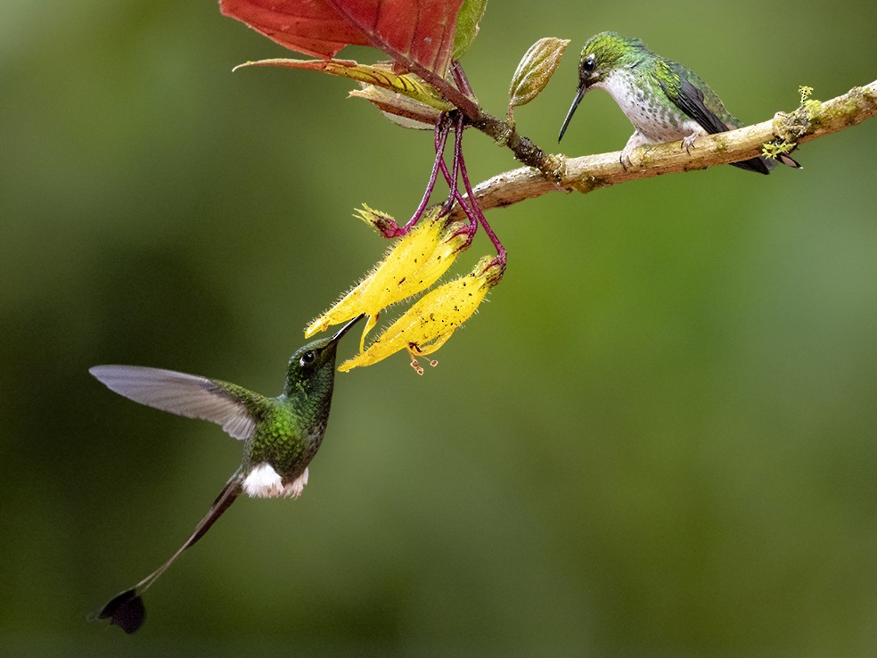 Booted Racket-tail - Andres Vasquez Noboa