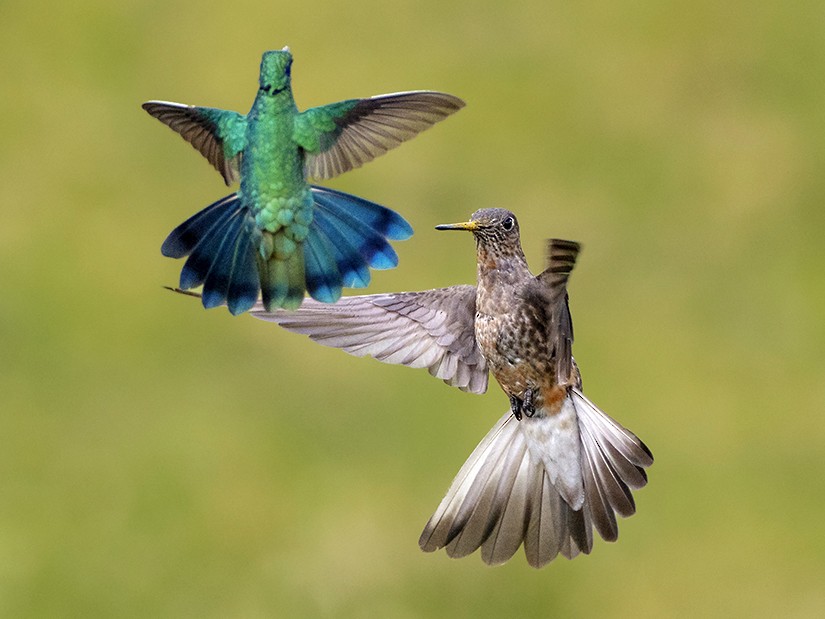 Giant Hummingbird - Andres Vasquez Noboa