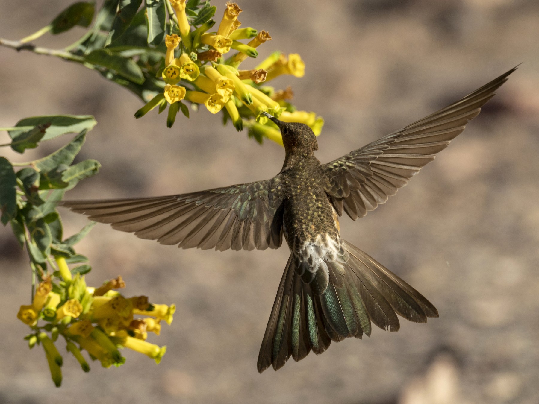 オオハチドリ Ebird